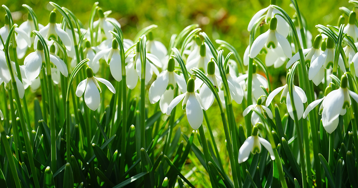 Norfolk National Garden Scheme Snowdrop Festival February 2023