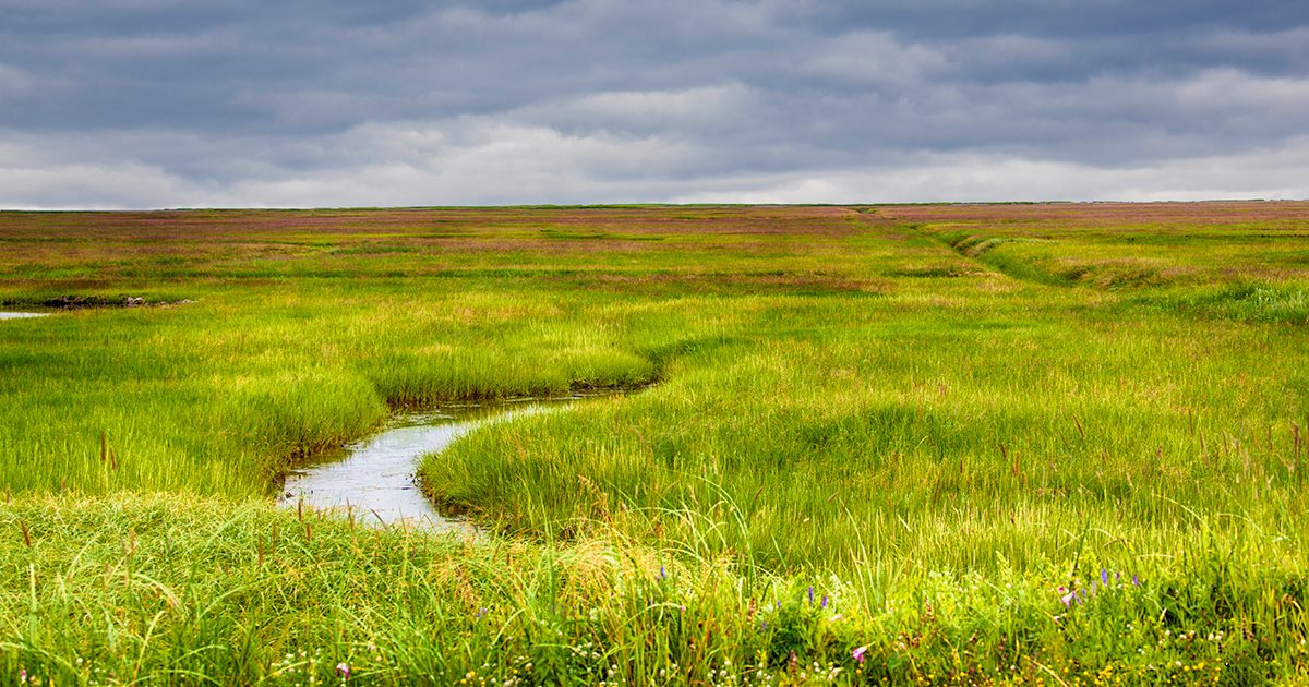 Biggest ever nationwide initiative to restore nature in England