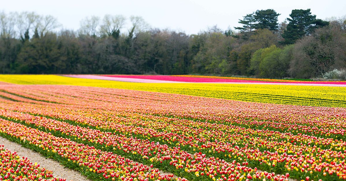 Tulips for Tapping is returning in 2024