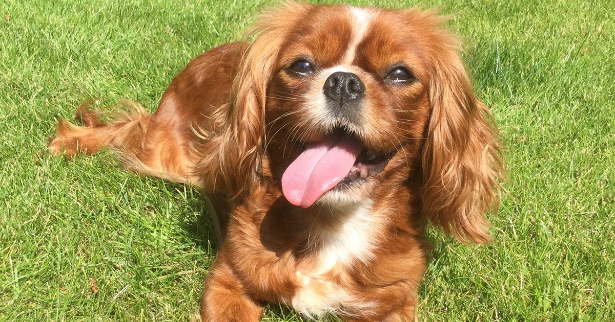 Barking Bugle shortlisted for two awards
