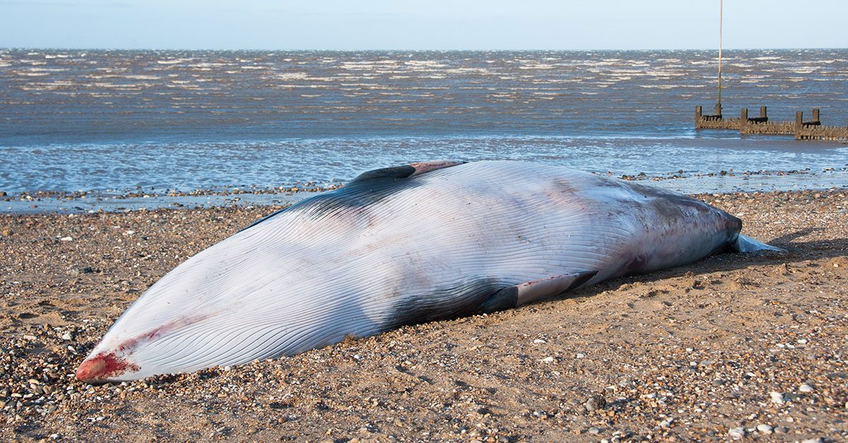Dead whale washed back out to sea