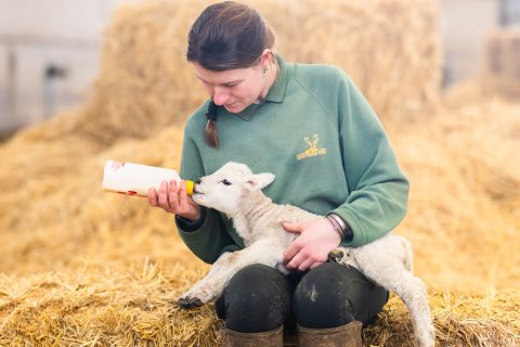 Baaaaa-rilliant!  Spring is almost here!