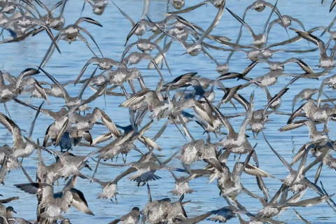 A stunning sight - the 'whirling wader spectacle'