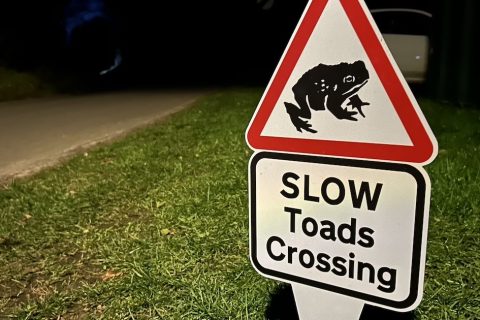 Toad-ally worth it!