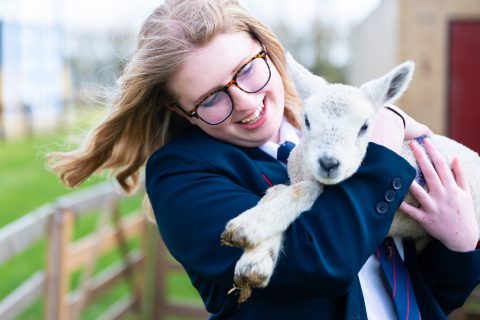 Shear delight!  School has some woolly visitors