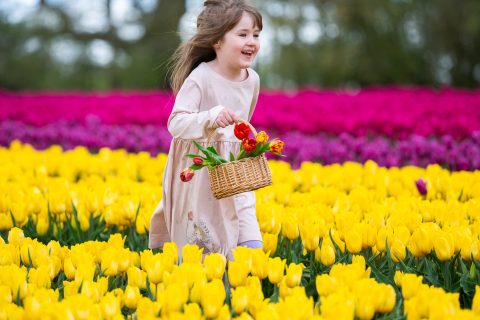 Tulips for Tapping - another record breaking year