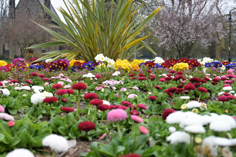 Give your garden a splash of colour on the Borough Council