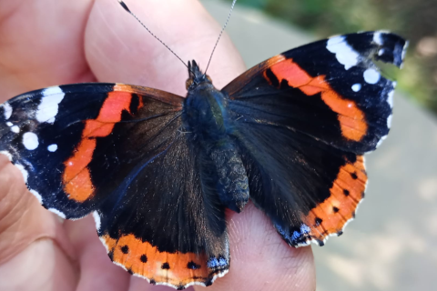 Wildlife celebrated in West Norfolk