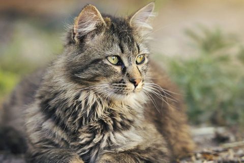 Microchipping your pet is the best New Year’s resolution you could make