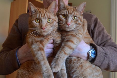 RSPCA reveals the 'dark side' of unneutered cats