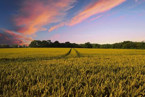 Council chiefs call for devolution to rural communities after Brexit
