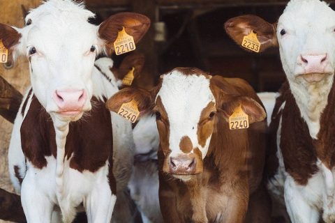 Green MEP warns animal antibiotic overuse could create ‘superbugs’