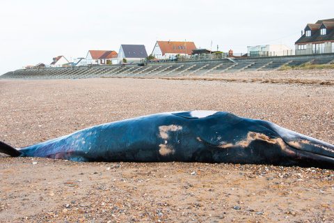 Dead whale remains at Heacham