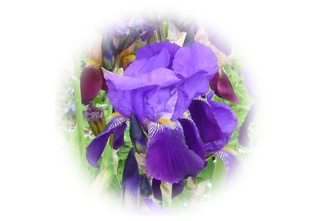Dersingham Open Gardens is back this September!