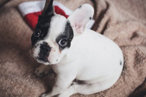 RSPCA launches festival appeal to help thousands of animals this Christmas
