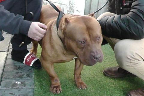 Illegal ear cropping in dogs on the rise in East Anglia
