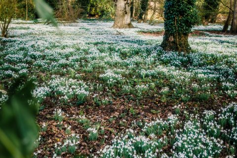 Charity Snowdrop Day