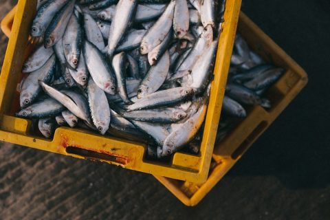 Good news for Norfolk fishermen as national £15.4 million funding boost announced