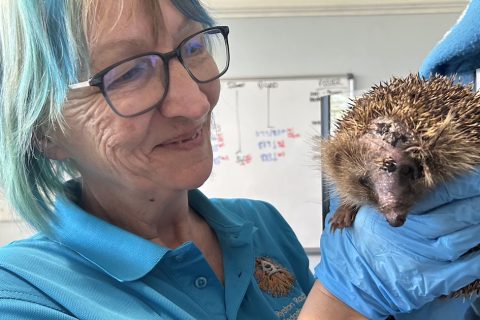 How Quill-liant!  Hedgehog rescue has nursed thousands back to health