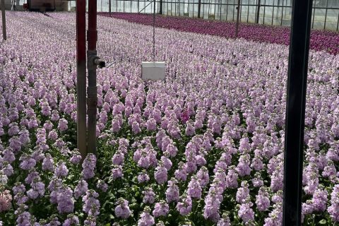A blooming lovely trip