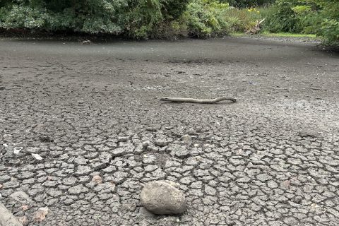 Old Hunstanton's pond suffers in heat