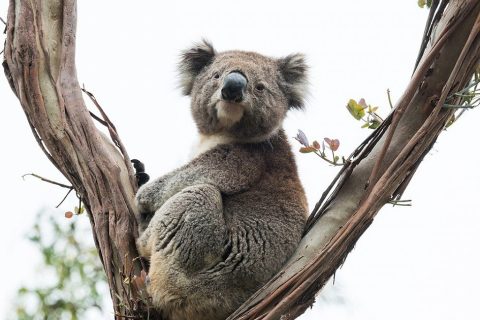 Hunstanton to celebrate Australia Day