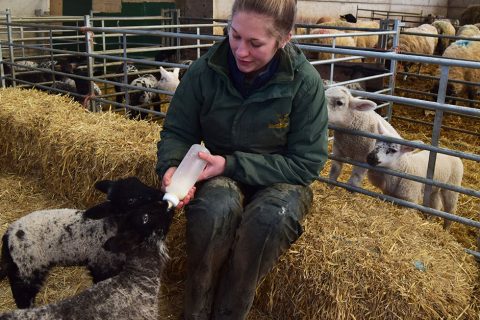 Lambing season lands at Snettisham Park