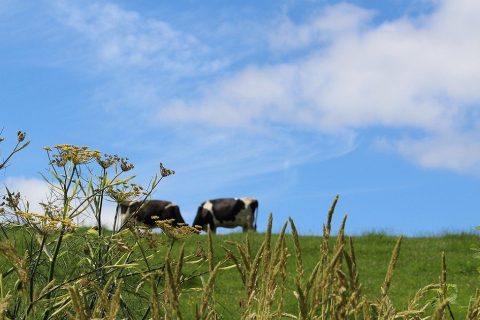 £3 billion support fund for farmers introduced