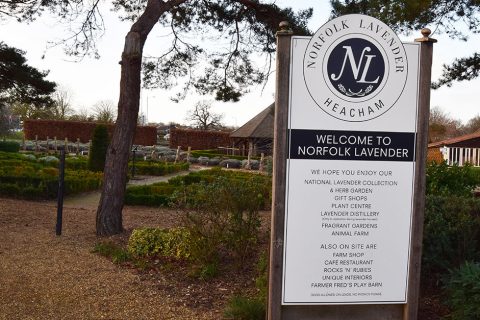Fun for all the family at Norfolk Lavender