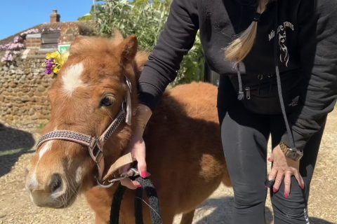 Neigh-ce to meet you!