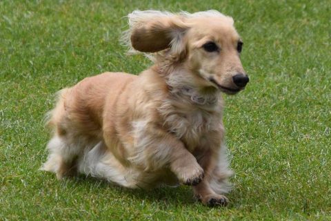 A pawsome day at the Hunstanton Fun Dog Show