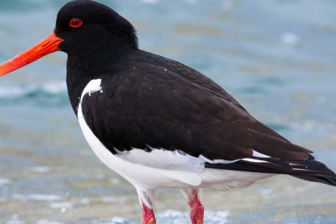 Funding will protect priority birds at Holme