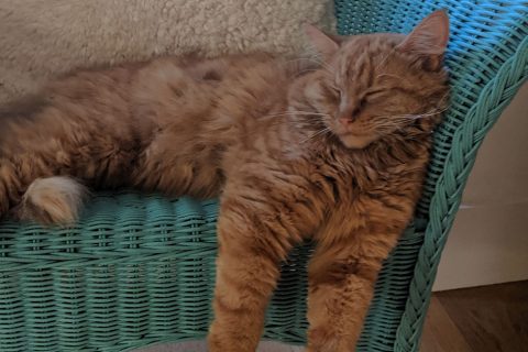 Have you seen Rocky?