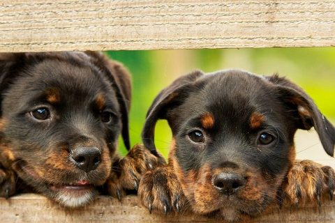 Buying a new pet? Ask the breeder these questions first