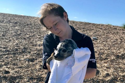 Elvis the seal pup lucky to be alive
