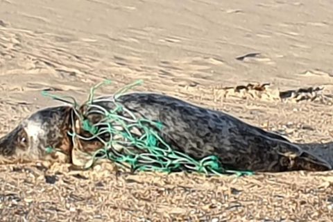 Wounded seal rescued from Norfolk beach