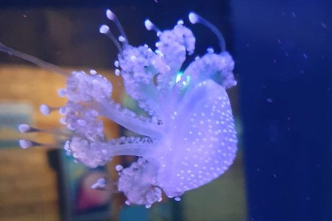 Australian jellyfish arrive at SEA LIFE Hunstanton