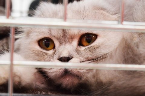 More than 70 animals abandoned in Norfolk last Christmas