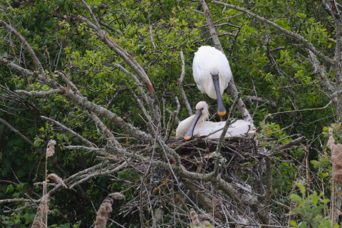 One of Europe’s rarest birds breeds for the first time at Wild Ken Hill