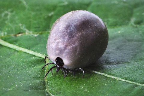 Ticks carrying brain disease virus found in Norfolk