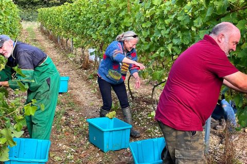 Norfolk Wine Harvest 2021 is underway at Cobble Hill