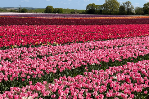 Beautiful Tulip Fields Win Award for The Norfolk Hospice