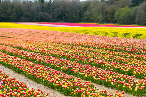 Tulips for Tapping Returns in 2023