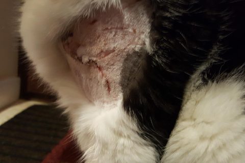 Wild animal attacks pet cat in Hunstanton