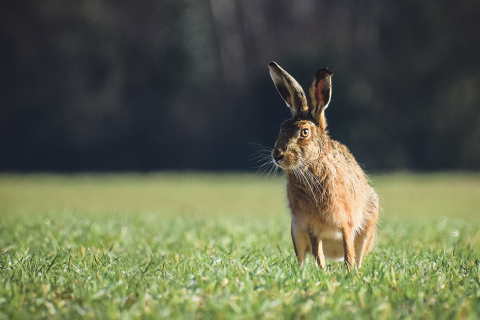 Nature photography competition winners announced