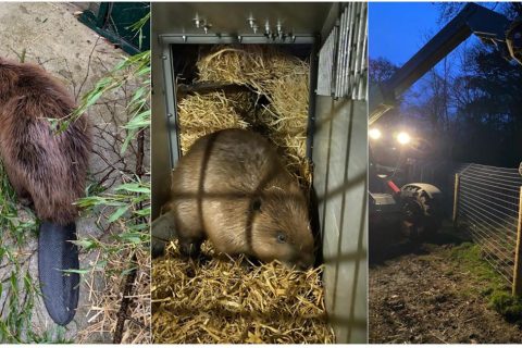 Ken Hill Estate announces the arrival of beavers