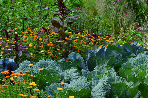 Old gardening methods in the UK making a revival