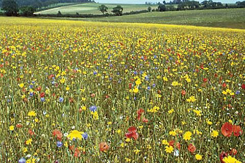 New farm scheme