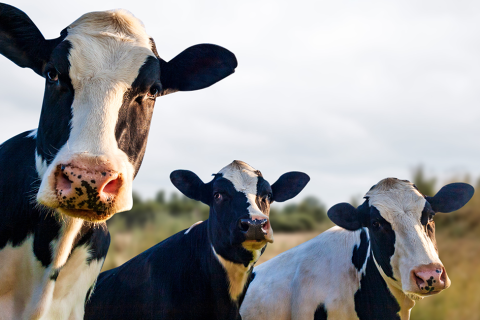 Farmers on alert as hot weather raises fears of bluetongue revival