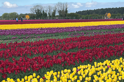 Tulips for Tapping celebrates a record-breaking fundraising event